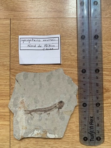 Fossile poisson - fossile, de