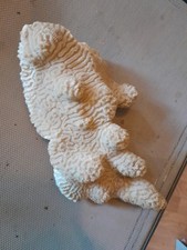 Corail Cerveau De Mer