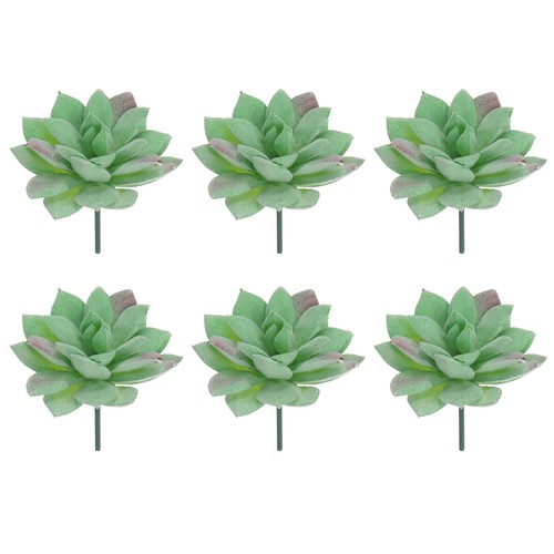 Plantes succulentes - plantes,