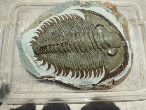 Trilobite longianda - ,