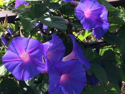 Ipomoea indica plant - indica, °
