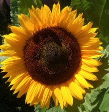 TOURNESOL GEANT TITAN - Lot de 25 graines 