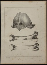 1839 - Planche d'anatomie -