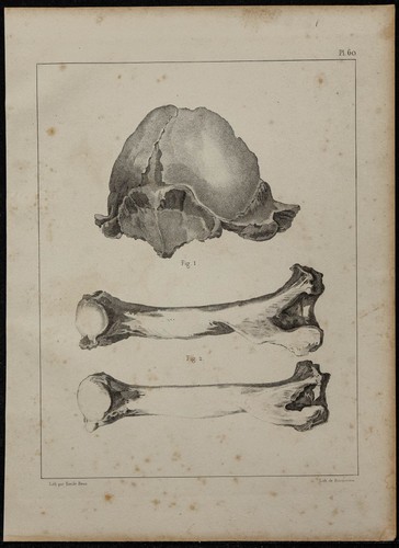 1839 planche anatomie - 1839,