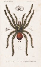 Mygale Avicularia Araignées