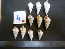 126.15 L - MESALIA SULCATA - LOT N°4 X 10  GROS - FOSSILE DU BASSIN PARISIEN