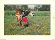 Animaux - Vaches - Heure de la traite - CPM - Voir Scans Recto-Verso