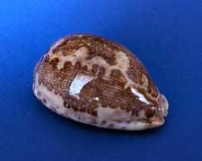 Cypraea Mappa Rosea Ultraviola