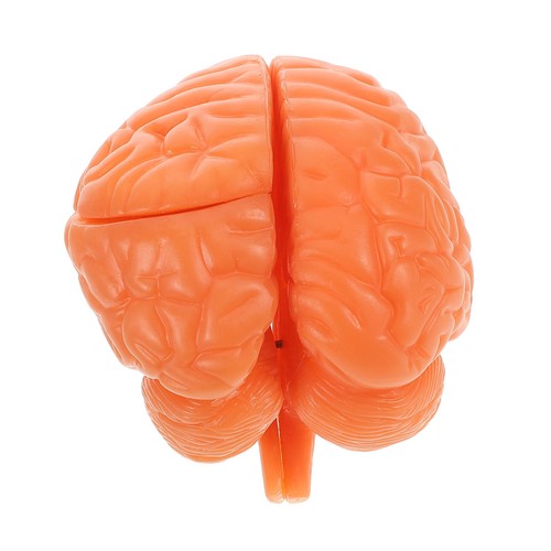 Modèle cerveau maquette - cerveau,