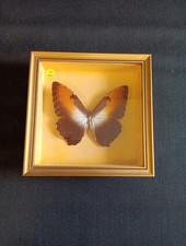 Cadre de Papillon Naturalisé