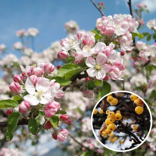 Malus zumi golden hornet - hornet',