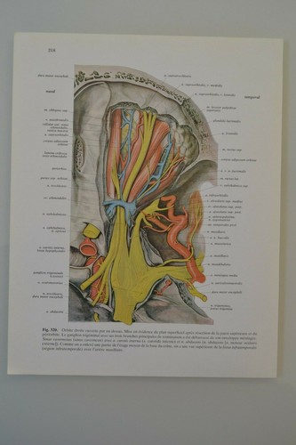 Planche anatomie humaine - d'anatomie,