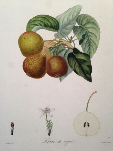 Poiteau pomologie - la,