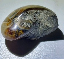 Rare Petite Ammonite Fossile ( NAUTILE) Madagascar