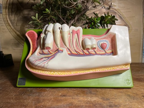 Vintage somso lower jaw - lower,