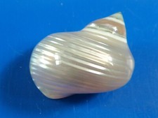 Turbo nacré 35mm n6