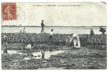 17  ILE D OLERON  LA PEROCHE  A LA RECHERCHE DES PALOURDES