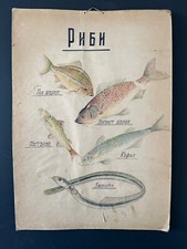 Tableau mural affiche anatomie