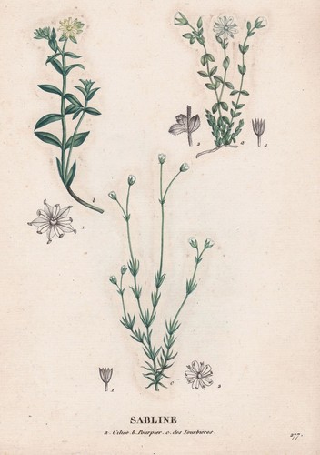 Sabline montana arenaria fleur - montana,