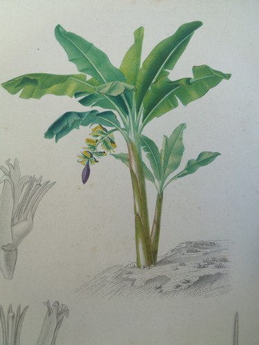 Gravure ancienne botanique - gravure,