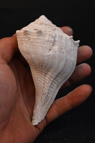 Coquillage fossile - coquillage,