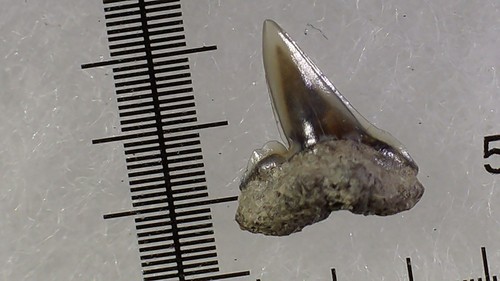 Shark tooth dent requin - shark,