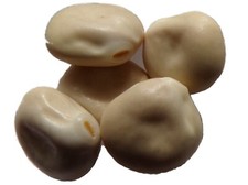 Lupin Blanc - Lupinus Alba (Engrais Vert) SEM05