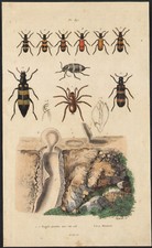 1839 Gravure aquarellée