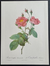 Botanique Le Cent feuilles