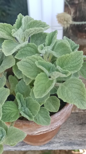 Plectranthus ernstii caudex - ,