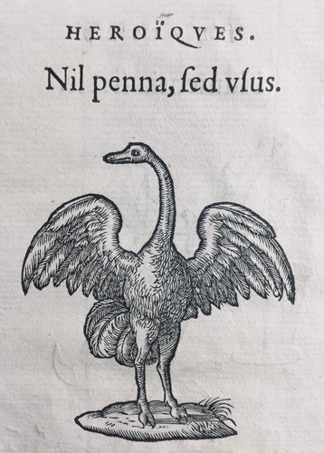 Autruche 1557 oiseaux - autruche, de