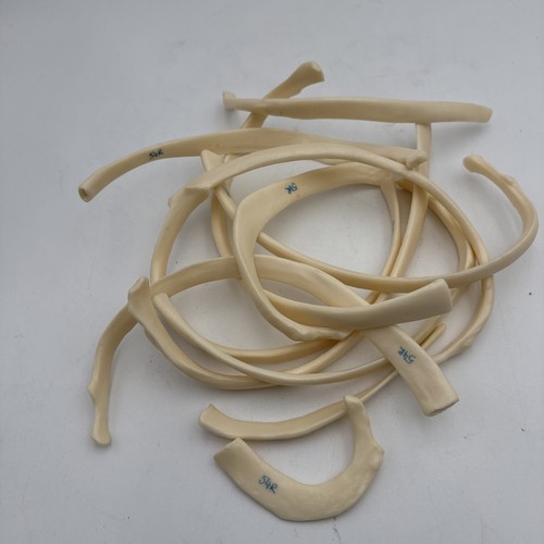 Somso set ribs - set, bones