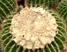 Echinocactus grusonii cv