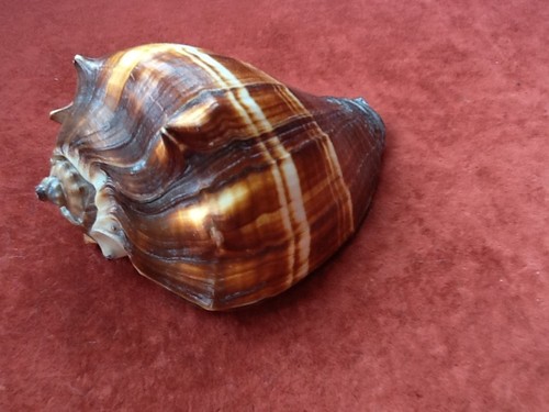 Coquillage pour décoration - , ou