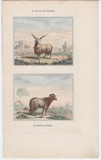 BUFFON. GRAVURE ANCIENNE ~ 1830. LA BREBIS DE VALACHIE. LE BÊLIER DE TUNIS. 6917