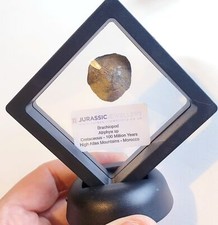 Coquille De Brachiopode