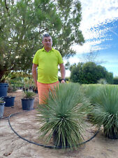 rare: yucca linéaris  -18°C