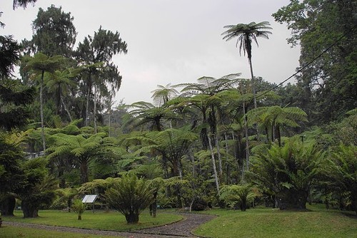 Dicksonia blumei 100 - blumei, |
