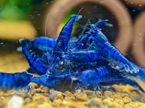 Lots gratuit crevettes - 5+1,