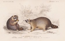 Procyon Lotor Raton Laveur