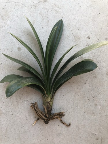 Clivia miniata bush lily - 1,