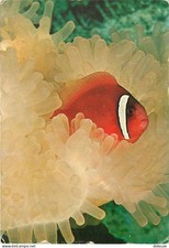 Animaux - Poissons - Poisson Clown (amphiprion ephippium) - CPM - Voir Scans Rec
