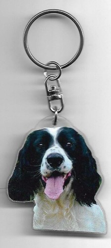 Springer anglais chien porte - anglais,