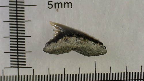 Shark tooth dent - dent, requin