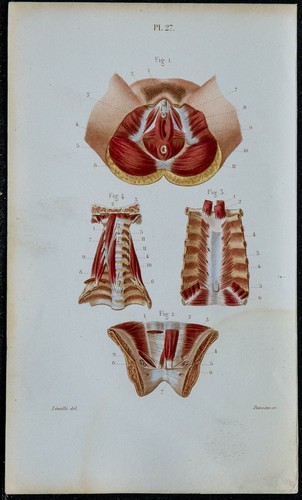 1852 planche anatomie - 1852,