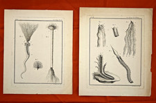 Gravures Botanique, Histoire