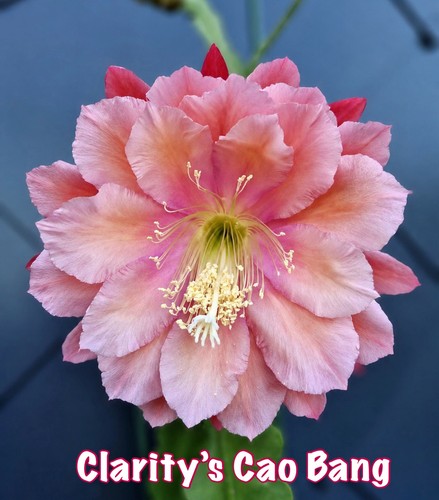 Rare epiphyllum clarity - epiphyllum, clarity’s