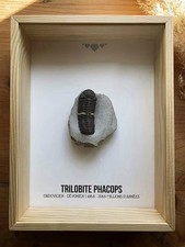 🦀 Trilobite Phacops - Fossile Authentique - Encadré
