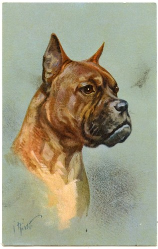 Portrait chien boxer - chien, boxer.