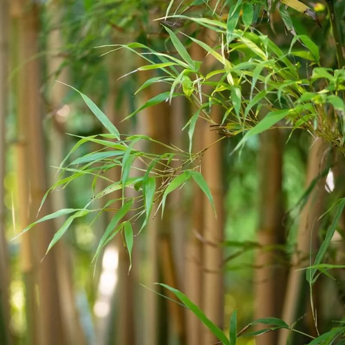 Fargesia papyrifera grex - papyrifera,